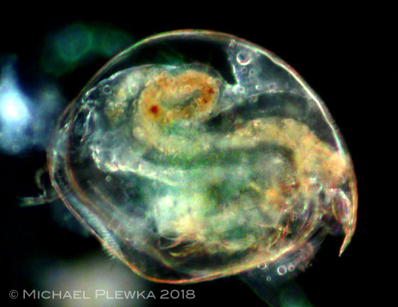 winvertebrates-branchiopoda-images-library